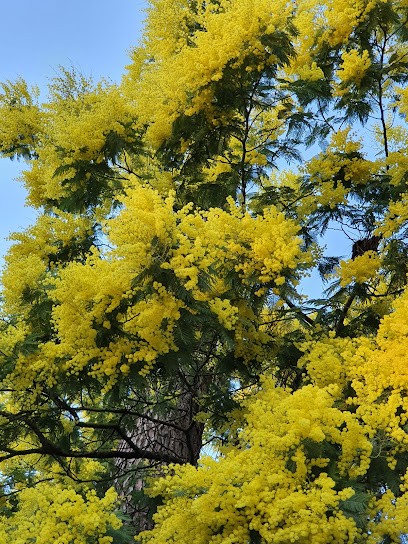 Kalisea Vacances, Agence Immobilière à Gujan-Mestras