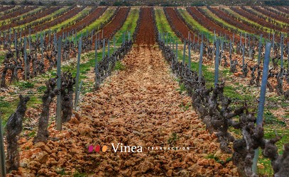 Vinea provence transaction, Agence Immobilière à Lorgues