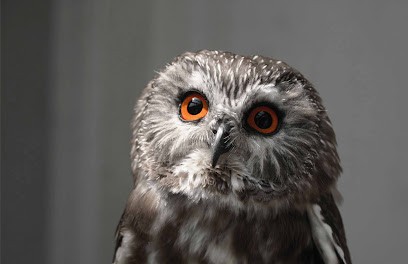 Access Immobilier, Agence Immobilière à Groslay