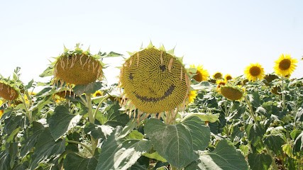 Les Porteclés de l'Immobilier- La Jarne - La Jarrie - Salle sur Mer -St Rogatien, Agence Immobilière à La Jarne