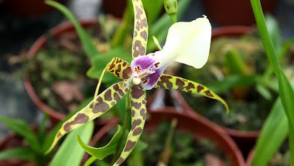 Orpi Immobilier Saint Amand Saint Junien, Agence Immobilière à Saint-Junien