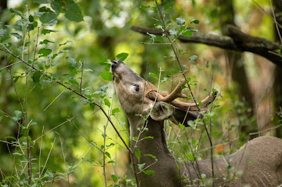 Le Parc Aux Cerfs Immobilier, Agence Immobilière à Bourdonné