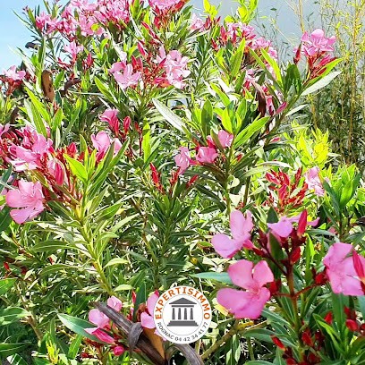 Expertisimmo Agence Immobilière, Agence Immobilière à Rognac