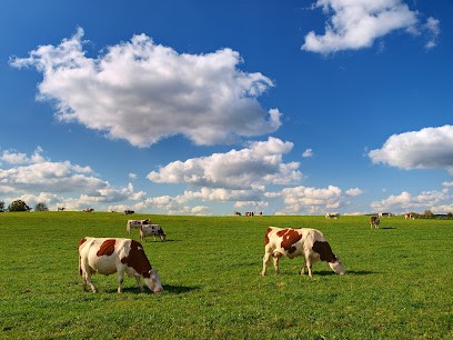 Altéor Transaction, Agence Immobilière à Noyal-Pontivy