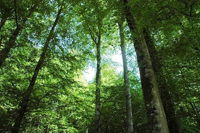 FORET PATRIMOINE, Agence Immobilière à Cluny