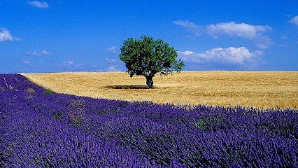 Agence Bleu Provence Immobilier, Agence Immobilière à Lurs